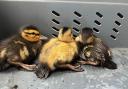 Adorable - Officers rescued the trapped ducklings this afternoon