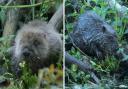 Kits - Beaver family welcomed new additions to the family