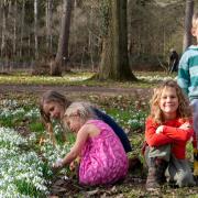 Children and adults have been loving Markshall's snowdrop display (Picture: Brian Shaw)