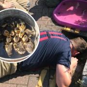Rescue - 11 ducklings were saved from a drain in Braintree