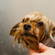 Clean - A dog being groomed
