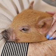 Adorable - a little piglet at Hatfield Peverel Bupa Care Home