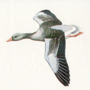 A greylag goose.