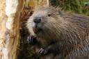 Cute - an image of a beaver based at Spains Hall Estate