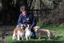 Gill Lewis with Charlie, Nipper and George who are all looking for new homes