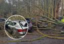 The woman and her son saw the tree cause serious damage to their car