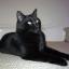 Cat Black