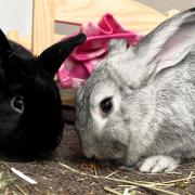 Kookie and Russell are looking for a forever home to move into together