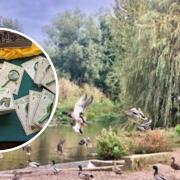 Nature - Witham Wildlife Watches event