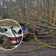 The woman and her son saw the tree cause serious damage to their car