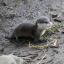 Ten-week-old otter Rebecca was named after Olympian Rebecca Adlington