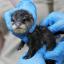 Chester Zoo vets check the health of baby otter Daley