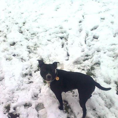 Debbie Farrell's dog Fuffy enjoys the snow