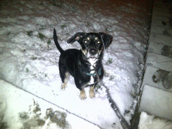 Dee Morgan's dog Tyson playing in the snow in Braintree