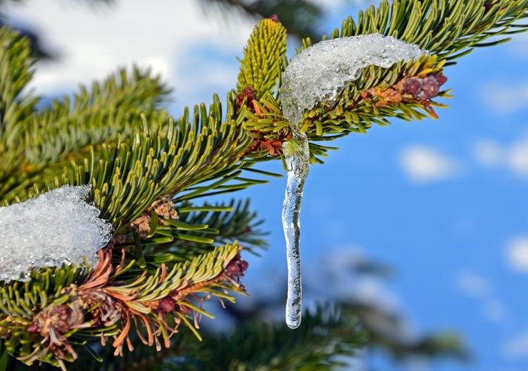 Snow and icicle on a fir tree, photographed by Diana Mower in Braintree