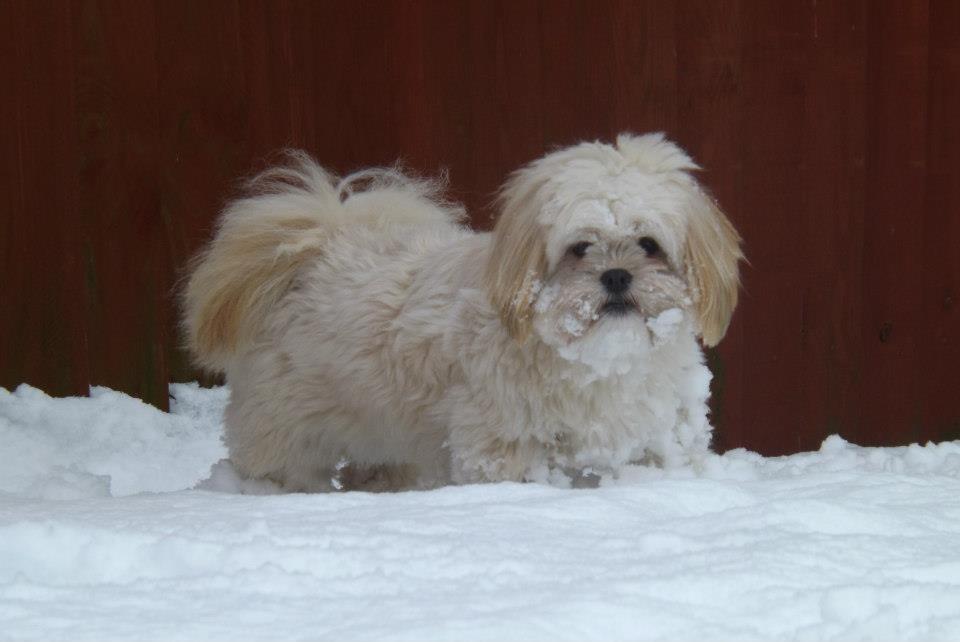 Issy the dog in the snow
