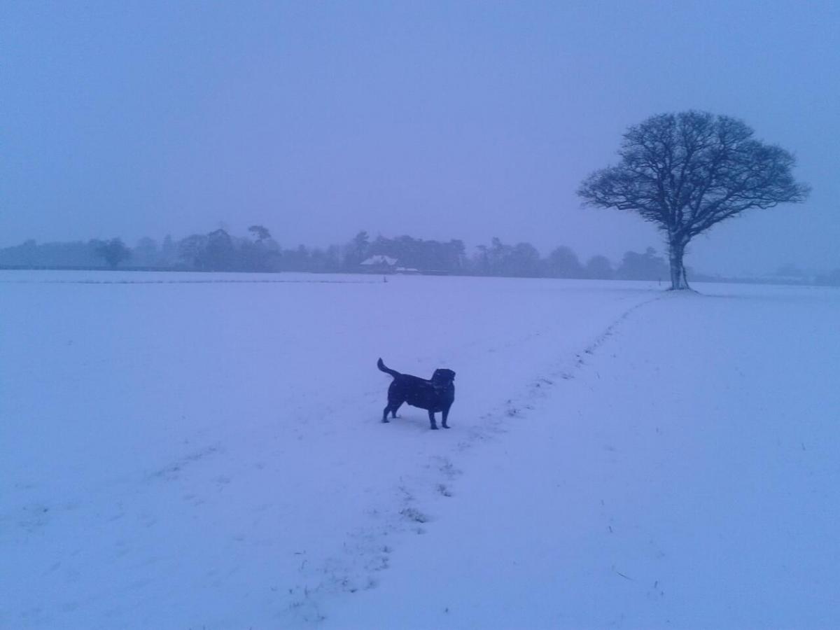Elizabeth Woolnough's dog, Dexter, having fun in the snow
