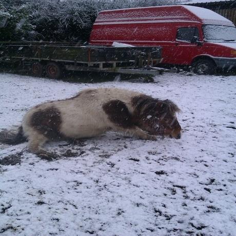 Ronnie the Shetland pony rolling in the snow in Sible Hedingham