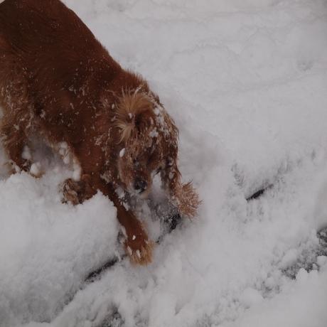 Cavalier King Charles spaniel Bonnie playing in the snow in Halstead