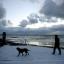 A man walks his dog in Tynemouth after more overnight snow as winter weather returned to the UK