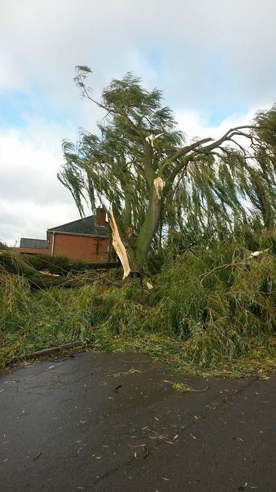 Andrew Farrow took this picture of a fallen tree in Gardeners Road, Halstead.