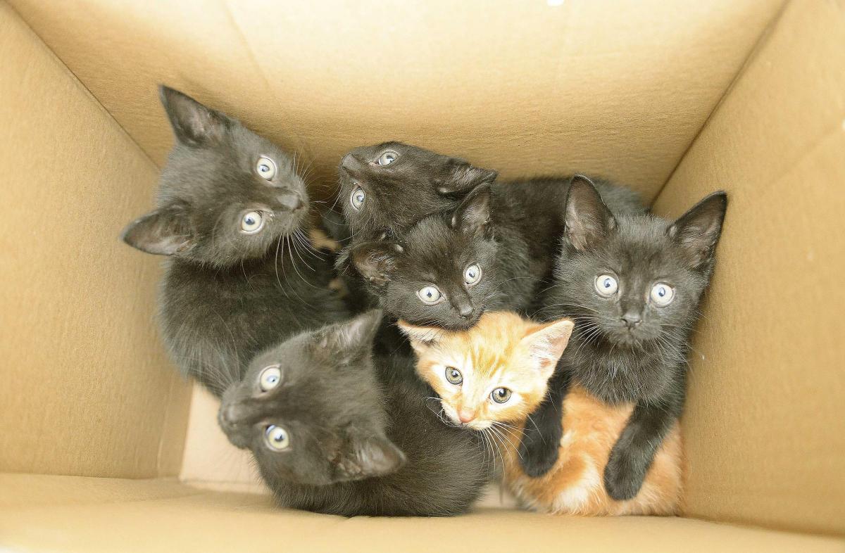 These cute kittens were found in a box in the woods held shut by a brick