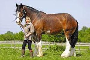Duke with Sara Ross of the animal sanctuary