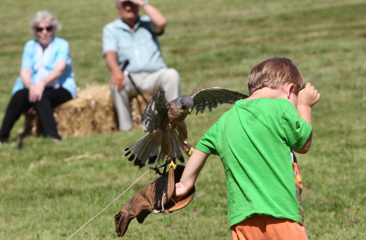 Marks Hall in Coggeshall held a summer show with birds of prey displays and heavy horses
