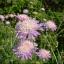 Field scabious by Paula Readman