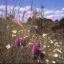 Pyramidal orchid by Brian Sutton