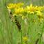 Cinnabar moth caterpillars by Gabrielle Heard