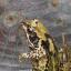 Frog by Lynne Arrowsmith
