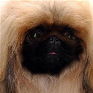 First new set of breeding standards will be applied to Pekingese dogs