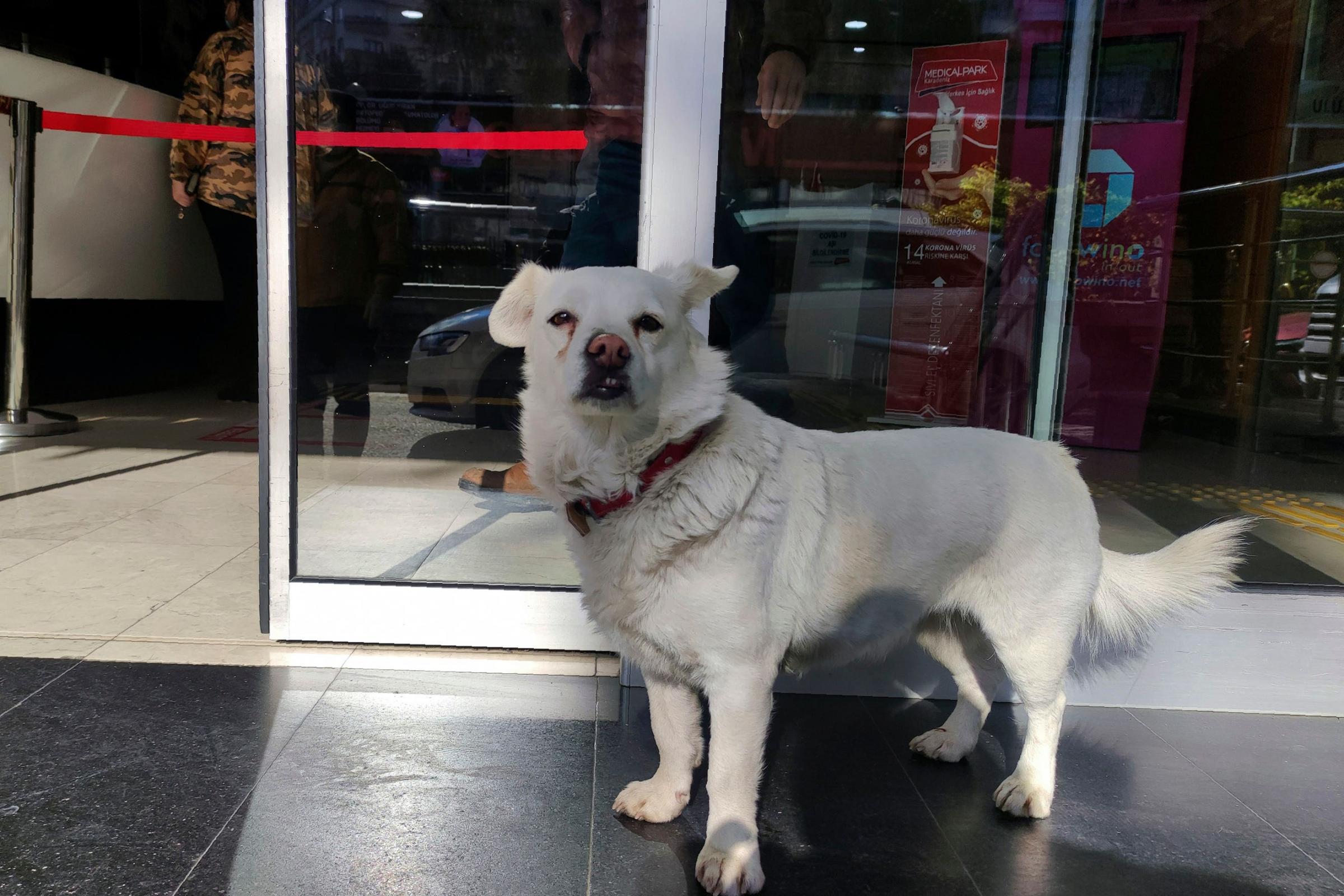 Devoted dog spends days outside Turkish hospital waiting for owner