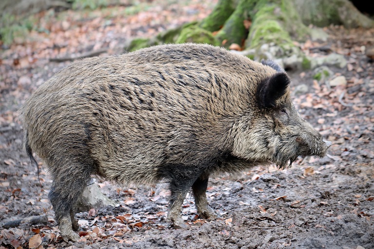 Wild Board found registered as pets in Braintree | Braintree and Witham Times - Vimarsana News
