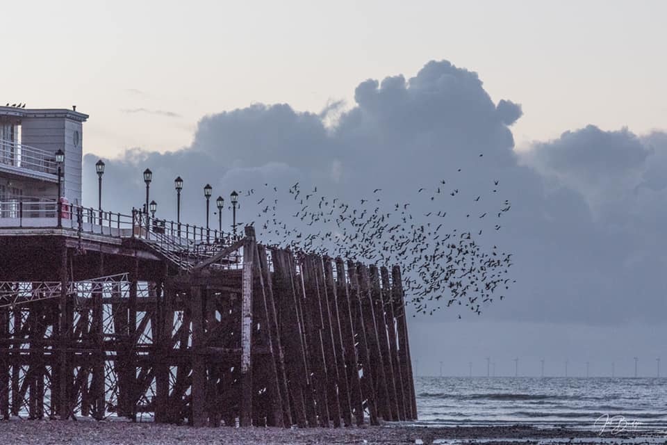 Good morning to the starlings under Worthing Pier by Jan Budgen