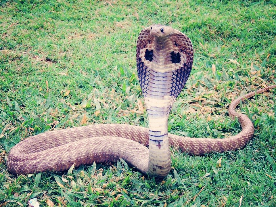 36 venemous snakes registered as pets in south Essex | Braintree and Witham Times - Vimarsana News