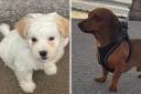 Witness appeals launched to find two pooches dognapped from homes in Essex