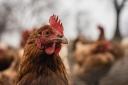 Quarantine - All poultry at the premises will be culled