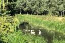 Natural habitat: swans enjoying the water in Grange Hill