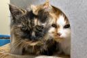 PURR-FECT FRIENDS: Dory and Coral are looking for a home together