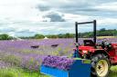 Community - lavender farm is looking for volunteers