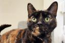 Seven-year-old Autumn is in search of a fur-ever home