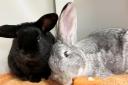 LOVED UP: Russell and Kookie are looking for a home together