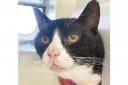 FELINE GOOD: Boots is looking for a new home as he continues his confidence-building