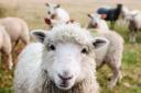 Low – the number of dog attacks on farm animals are at a six-year low