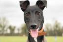GOOD BOY: Young lurcher Charlie is looking for his forever home