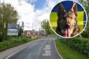 Arrest: Essex Police's dog unit helped to make an arrest in Witham