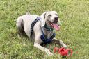 ALL SMILES: Three-year-old Weimaraner Boston is waiting for his forever home