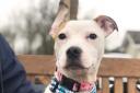 Angel is looking for her fur-ever home